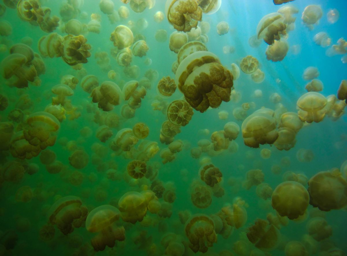 Biodiversity in Palau