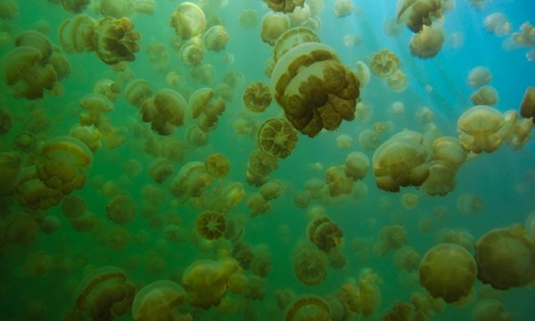 Jellyfish Lake
