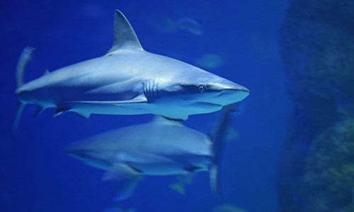 World’s First Shark Sanctuary