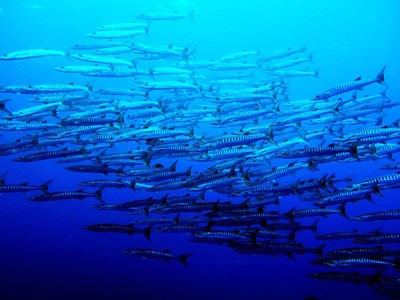 Palau's UNESCO World Heritage